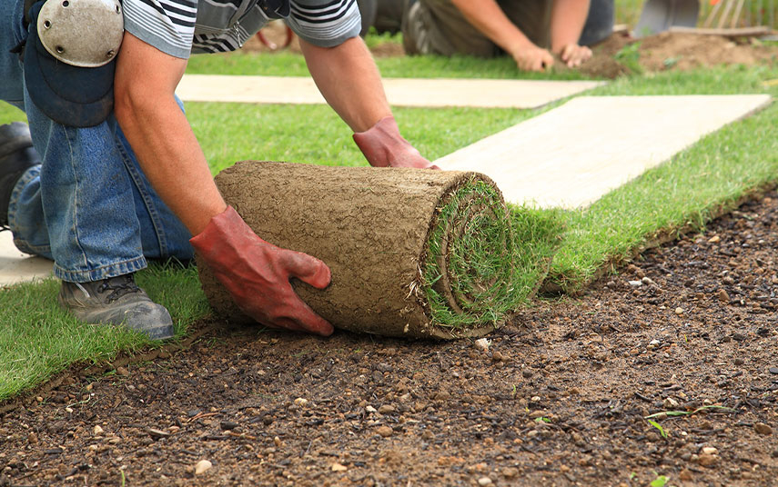 Man rolling sod out on a lawn